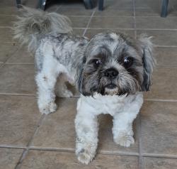 Reunited Male Dog last seen San Roman St, Mission, TX 78572