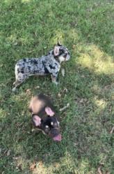 Lost Male Dog last seen Columbine Dr, Everman, TX 76140