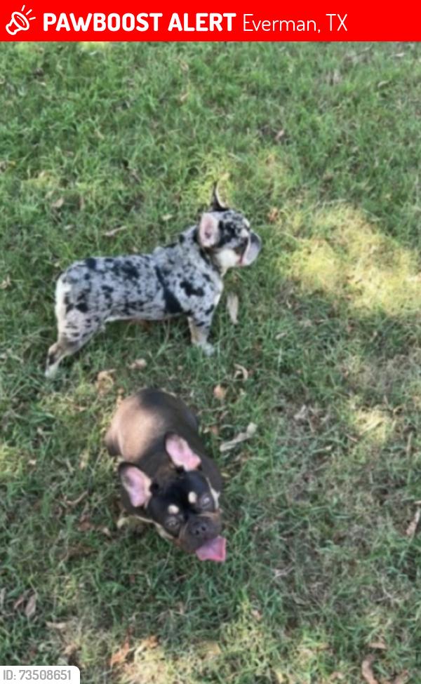 Lost Male Dog last seen Columbine Dr, Everman, TX 76140