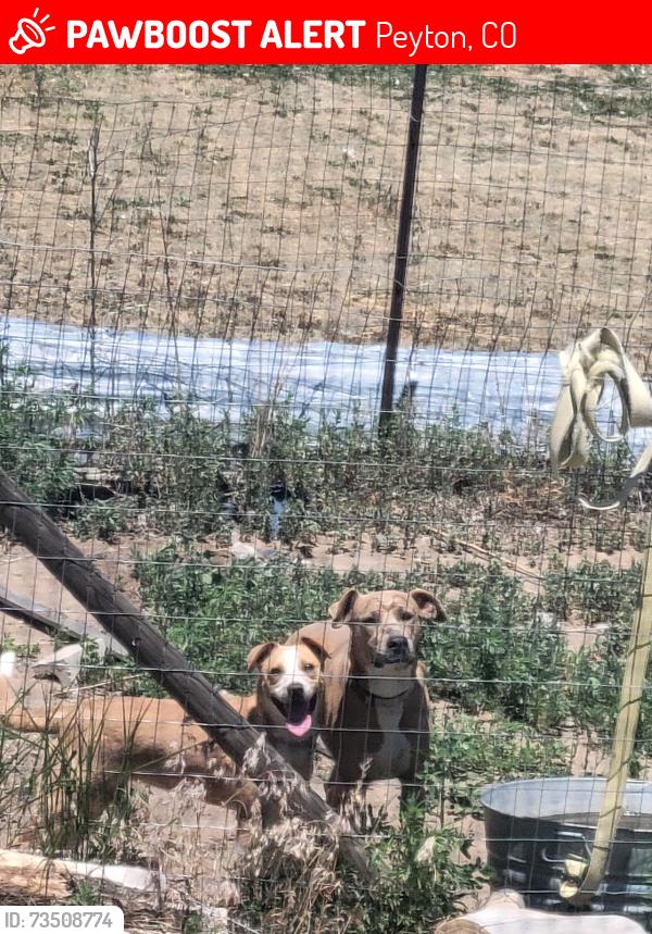 Lost Female Dog last seen south blaney and pheasant, Peyton, CO 80831