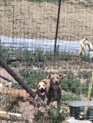 Lost Female Dog last seen south blaney and pheasant, Peyton, CO 80831
