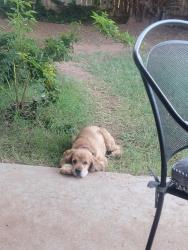 Lost Female Dog last seen Amstead and Briarwood, Midland, TX 79707