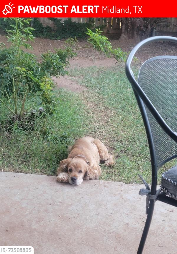 Lost Female Dog last seen Amstead and Briarwood, Midland, TX 79707