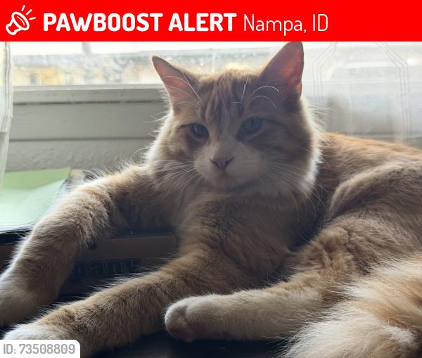 Lost Male Cat last seen Near Liberty park by Sunnyridge Village, Nampa, ID 83651