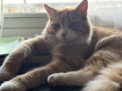 Lost Male Cat last seen Near Liberty park by Sunnyridge Village, Nampa, ID 83651