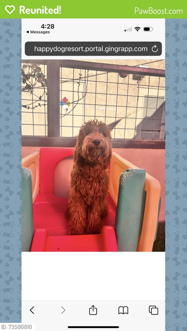 Reunited Female Dog last seen Fountain Ave and Knoll Rd, Redlands, CA 92373