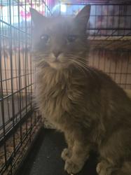 Found/Stray Female Cat last seen Omec Park dr, Rancho Cordova, CA 95742