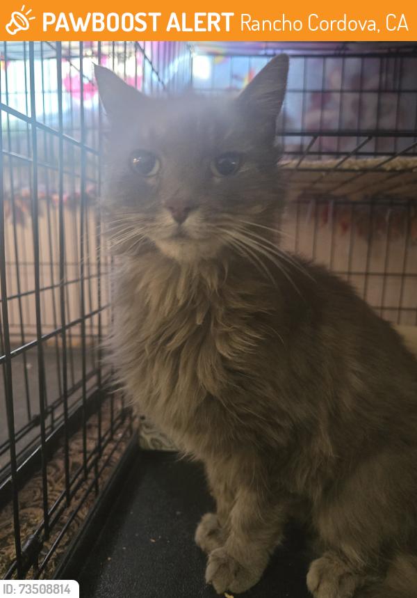 Found/Stray Female Cat last seen Omec Park dr, Rancho Cordova, CA 95742