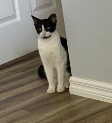 Reunited Male Cat last seen Nw 47th ct, Ocala, FL 34482
