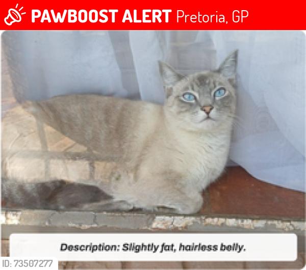Lost Female Cat last seen Garsfontein Secura Park, possible siting at Moreleta Corner Shopping Centre, Pretoria, GP 0042