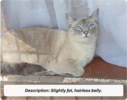 Lost Female Cat last seen Garsfontein Secura Park, possible siting at Moreleta Corner Shopping Centre, Pretoria, GP 0042