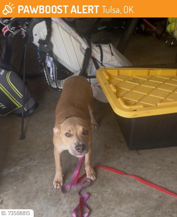 Found/Stray Male Dog last seen 41st and Utica, Tulsa, OK 74105