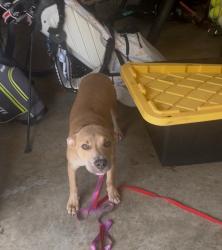 Found/Stray Male Dog last seen 41st and Utica, Tulsa, OK 74105