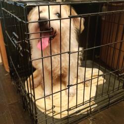 Reunited Male Dog last seen Fm529 at Sheffield ests, Houston, TX 77095