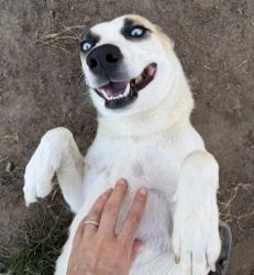 Shelter Stray Female Dog last seen Near BLOCK BURNETT RD, TEHACHAPI CA 93561, 3951 Fruitvale Ave, Bakersfield, CA 93308, USA