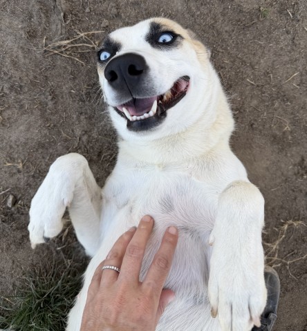 Shelter Stray Female Dog last seen Near BLOCK BURNETT RD, TEHACHAPI CA 93561, 3951 Fruitvale Ave, Bakersfield, CA 93308, USA