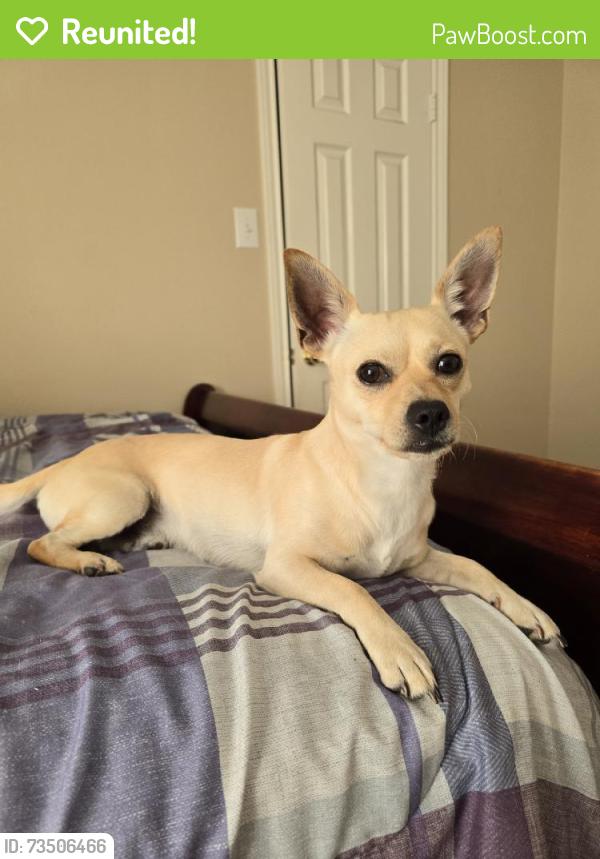 Reunited Male Dog last seen Near Fernchase Ct, Houston, TX 77095, USA, Houston, TX 77095