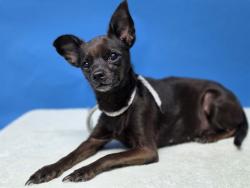 Shelter Stray Female Dog last seen , 216 W Victoria St, Gardena, CA 90248, USA