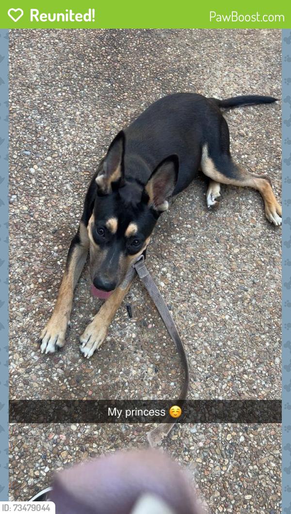 Reunited Female Dog last seen North st street, Jackson, MS 39206