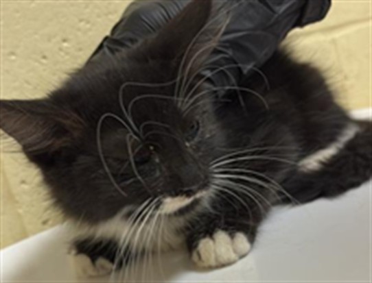 Shelter Stray Female Cat last seen FORD RD & BOZEMAN ST, 2127 Front St, Sacramento, CA 95818, USA