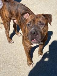 Found/Stray Male Dog last seen Hwy 61 and Ledbetter Road, Villa Rica, GA 30180