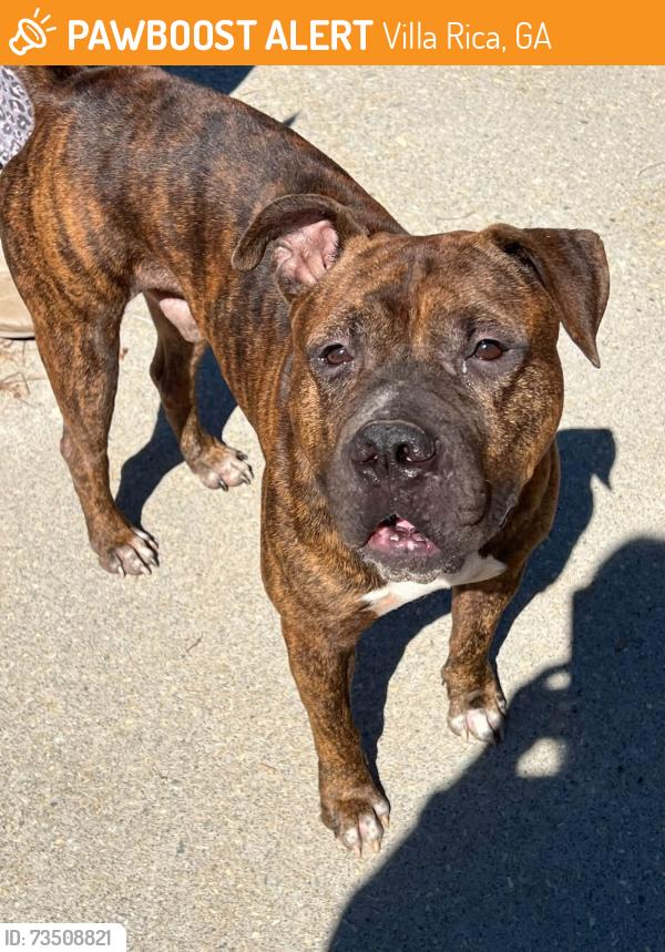 Found/Stray Male Dog last seen Hwy 61 and Ledbetter Road, Villa Rica, GA 30180