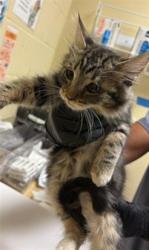 Shelter Stray Male Cat last seen FORD RD & BOZEMAN ST, 2127 Front St, Sacramento, CA 95818, USA