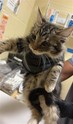 Shelter Stray Male Cat last seen FORD RD & BOZEMAN ST, 2127 Front St, Sacramento, CA 95818, USA