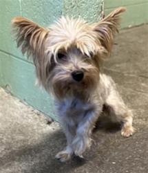 Shelter Stray Female Dog last seen AMHERST ST & BOWEN CIR, 2127 Front St, Sacramento, CA 95818, USA