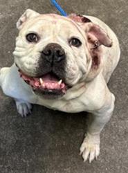 Shelter Stray Female Dog last seen BELL AVE & NORWOOD AVE, 2127 Front St, Sacramento, CA 95818, USA