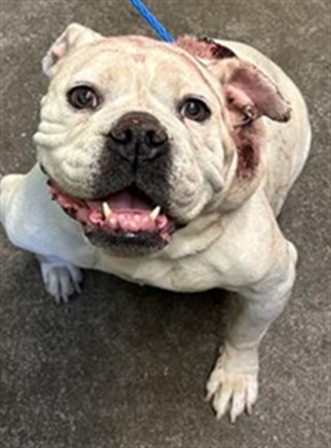 Shelter Stray Female Dog last seen BELL AVE & NORWOOD AVE, 2127 Front St, Sacramento, CA 95818, USA