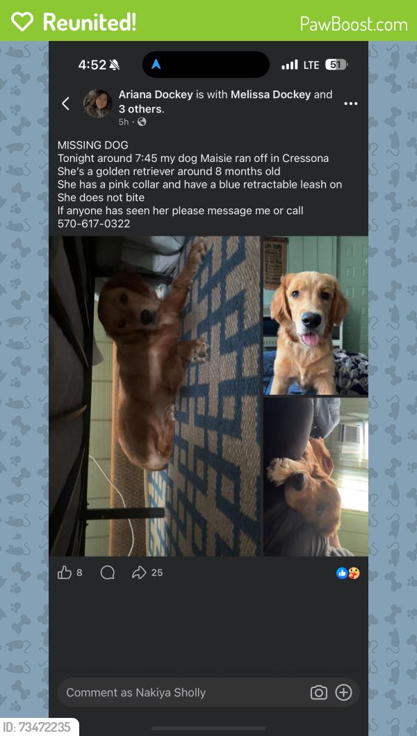 Reunited Female Dog last seen Judy Drive, Cressona, PA 17929