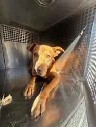 Shelter Stray Male Dog last seen 29TH ST AND FILLMORE ST, 1920 S Lewis, Mesa, AZ 85210, USA