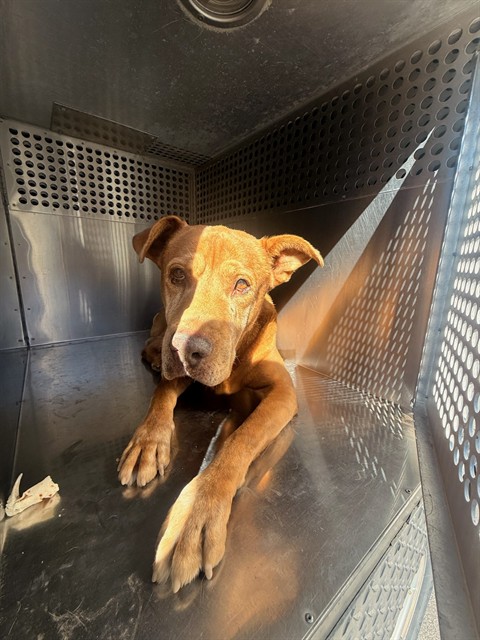 Shelter Stray Male Dog last seen 29TH ST AND FILLMORE ST, 1920 S Lewis, Mesa, AZ 85210, USA