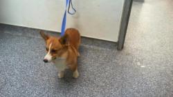 Shelter Stray Male Dog last seen CHARLOTTE, 8315 Byrum Dr, Charlotte, NC 28217, USA