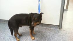 Shelter Stray Male Dog last seen CHARLOTTE, 8315 Byrum Dr, Charlotte, NC 28217, USA