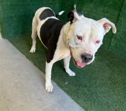 Shelter Stray Male Dog last seen , 5210 W Ave I, Lancaster, CA 93536, USA
