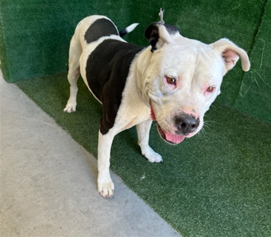 Shelter Stray Male Dog last seen , 5210 W Ave I, Lancaster, CA 93536, USA