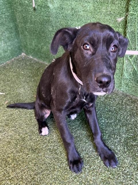 Shelter Stray Female Dog last seen , 5210 W Ave I, Lancaster, CA 93536, USA