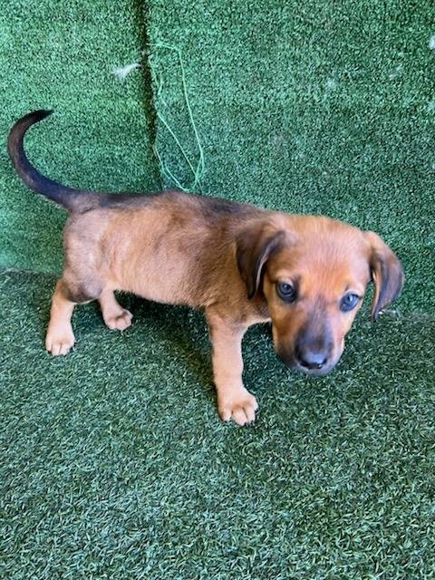 Shelter Stray Female Dog last seen , 5210 W Ave I, Lancaster, CA 93536, USA