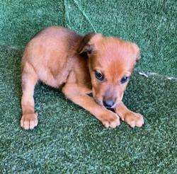 Shelter Stray Male Dog last seen , 5210 W Ave I, Lancaster, CA 93536, USA