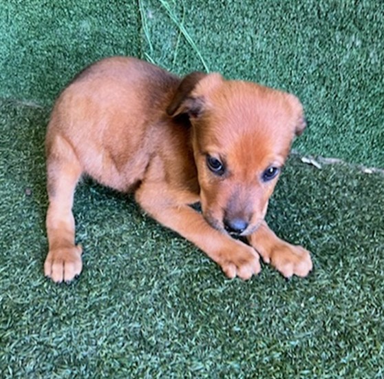 Shelter Stray Male Dog last seen , 5210 W Ave I, Lancaster, CA 93536, USA