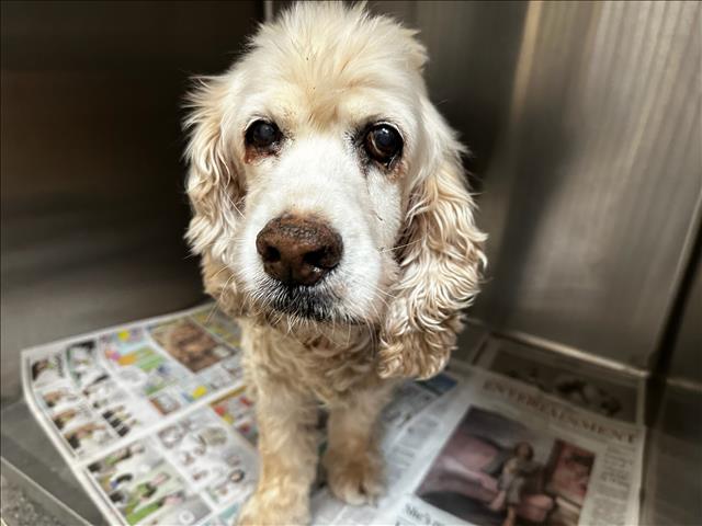 Shelter Stray Male Dog last seen , 3201 Lacy St, Los Angeles, CA 90031, USA