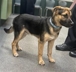 Shelter Stray Male Dog last seen , 3201 Lacy St, Los Angeles, CA 90031, USA
