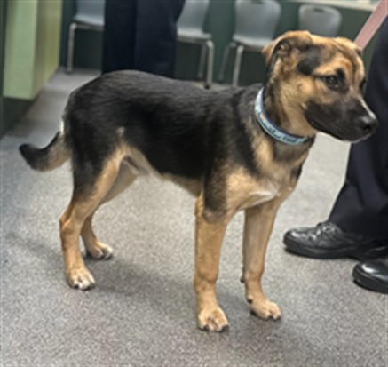 Shelter Stray Male Dog last seen , 3201 Lacy St, Los Angeles, CA 90031, USA