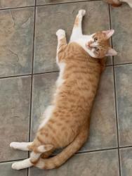 Reunited Male Cat last seen Cnr John St & Edwards Rd, Werribee, Werribee, VIC 3030