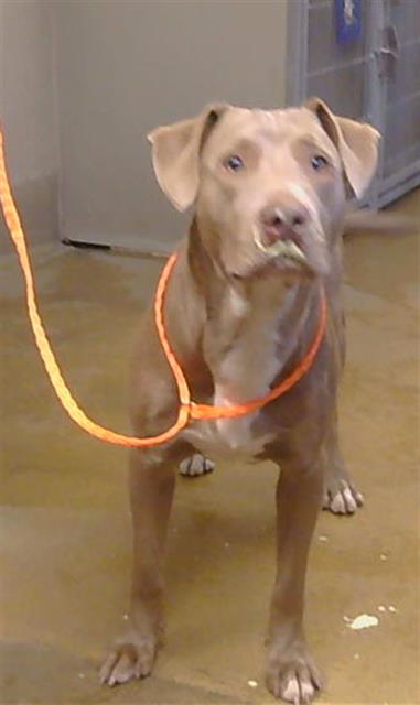 Shelter Stray Male Dog last seen MORSE AVE ATCOTTAGE WAY, 95825, 3839 Bradshaw Rd, Sacramento, CA 95827, USA