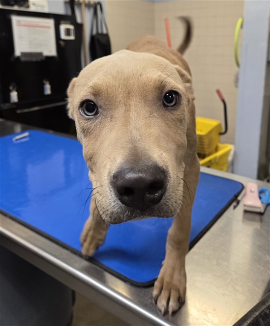 Shelter Stray Male Dog last seen Near BLOCK N 19TH ST, 2500 S 27th Ave, Phoenix, AZ 85009, USA