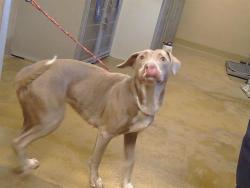 Shelter Stray Female Dog last seen MORSE AVE ATCOTTAGE WAY, 95825, 3839 Bradshaw Rd, Sacramento, CA 95827, USA