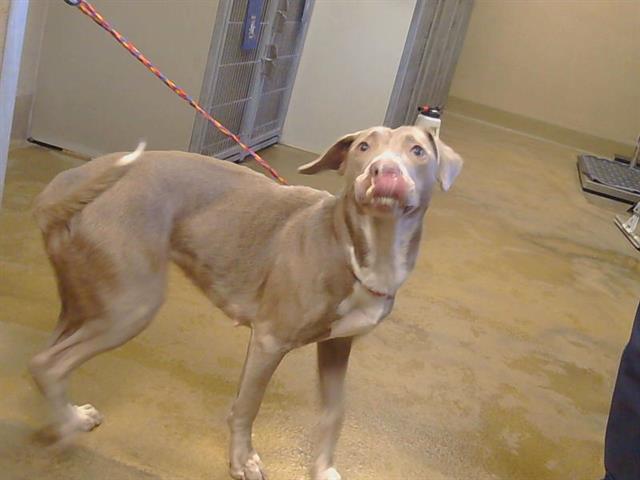 Shelter Stray Female Dog last seen MORSE AVE ATCOTTAGE WAY, 95825, 3839 Bradshaw Rd, Sacramento, CA 95827, USA